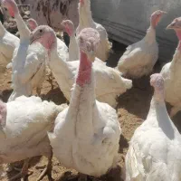 بوقلمون گوشتی بیوتی