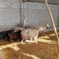 میش بره دار