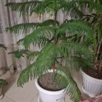 کاج مطبق
