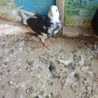 کفتر|پرنده|همدان, |دیوار