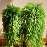 درختچه بید مجنون
