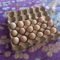 تخم نطفه دار برهما