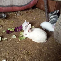 خرگوش سفید نر