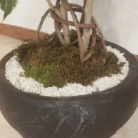 بنجامین بونسای سه تایی|گل و گیاه طبیعی|فردیس, خیام شرقی|دیوار