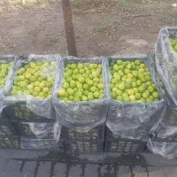 بهترین کیفیت لیمو با شستشو و آبگیری رایگان|خوردنی و آشامیدنی|تهران, هفت حوض|دیوار