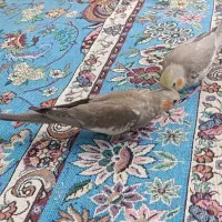 تعدادی عروس هلندی دستی وکامل دون خور|پرنده|الوند, |دیوار