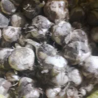 موسیر کوهی عمده