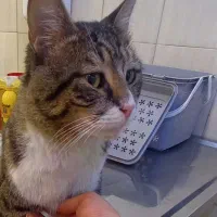 واگذاری گربه با یک پای قطع شده