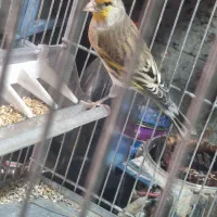 سهره قناری دهن لر|پرنده|ری, ولی آباد|دیوار