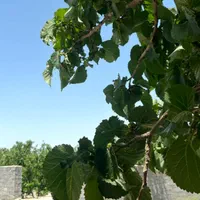 باغچه درختی قدیمی آب کشاورزی برق|فروش زمین و ملک کلنگی|شهریار, رنگرز|دیوار