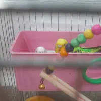 مرغ عشق تخم گزار|پرنده|فولادشهر, مسکن مهر فولادشهر|دیوار