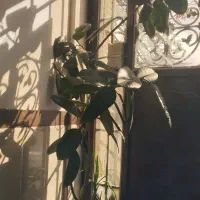 گل گوش فیل و گل یوکا