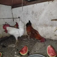 فروش چهارتاخروس چهار میلیون تومان