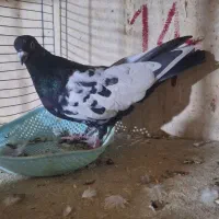 کبوتر های پرشی شهرستانی و تهرانی|پرنده|دماوند, دماوند|دیوار