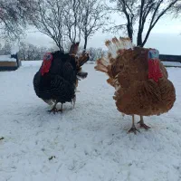 بوقله خومالی