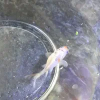 گلد فیشgold fish.معاوضه با گوپی|ماهی|شیراز, شهرک مدرس|دیوار