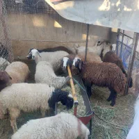 بره نر.  و بز گلابی اصل