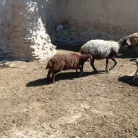 میش بره دار