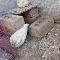 بلدرچین تخمی|حیوانات مزرعه|ایرانشهر, |دیوار