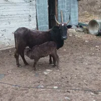 یک رس گاو با گوساله ماده بفروش میرسد