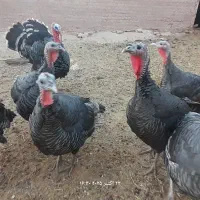 بوقلمون برنزه|حیوانات مزرعه|میان جلگه, |دیوار