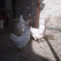 تخم مرغ گلین فول کیفیت|حیوانات مزرعه|شیراز, راهنمایی|دیوار