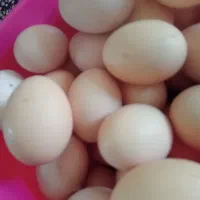 تخم مرغ محلی|خوردنی و آشامیدنی|نهاوند, |دیوار