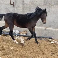 ۲ عدد اسب و مادیون