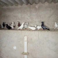کبوتر رنگی|پرنده|جم, |دیوار