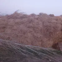 تعدادی علوفه قاطی با یونجه|خدمات باغبانی و درختکاری|شوط, |دیوار