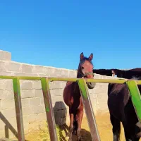 اسب|اسب و تجهیزات اسب‌سواری|تربت جام, کلالی|دیوار