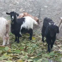 بزغاله|حیوانات مزرعه|شیروان (خراسان), |دیوار