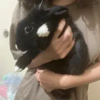 واگذاری خرگوش|موش و خرگوش|شیراز, غدیر شمالی|دیوار