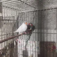 فنچ مولدومرغ عشق مولد