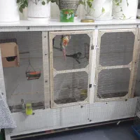 قفس بزرگ چوبی درجه یک