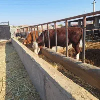 سمینتال نر شرابی نژاداصیل|حیوانات مزرعه|میانه, |دیوار