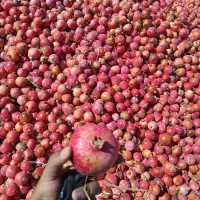 انار  رباب|خوردنی و آشامیدنی|نی‌ریز, |دیوار