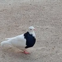 طوق سیاه ماده وطوق الماسی نر|پرنده|گتوند, |دیوار