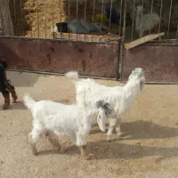 ۳ تا کهره شیری خوراک خور|حیوانات مزرعه|کازرون, |دیوار