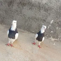 کلفه|پرنده|ویلکیج, |دیوار