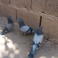 سبز کلایی