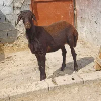 یک راس بره گوسفند ماده.