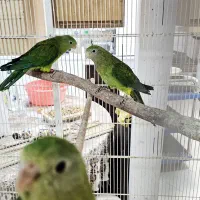 طوطی بارابان وجفت مولد طوطی ملنگو سبز|پرنده|بندرعباس, |دیوار