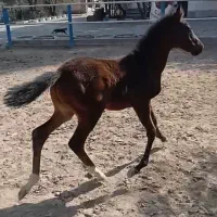 کره دره شور سه ماهه|اسب و تجهیزات اسبسواری|فردوسیه, |دیوار