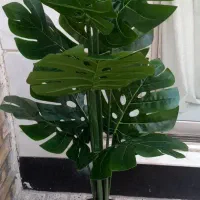 در ختچه های مصنوعی