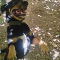 سگ دوبرمن مکس|سگ|تهران, مروارید شهر|دیوار