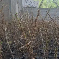 نهال زرشک خوردنی