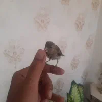 جوجه سهره قناری نر دستی|پرنده|اصفهان, باب الدشت|دیوار