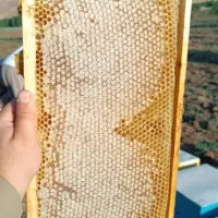 عسل طبیعی کوهستان|خوردنی و آشامیدنی|نمشیر, |دیوار