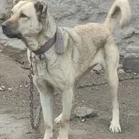 سگ ماده